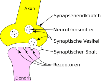 Synapse Schema