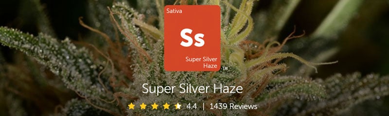 leafly Super Silver Haze