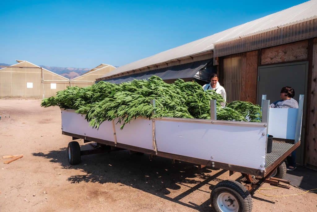 Cannabis Pflanzen Transport