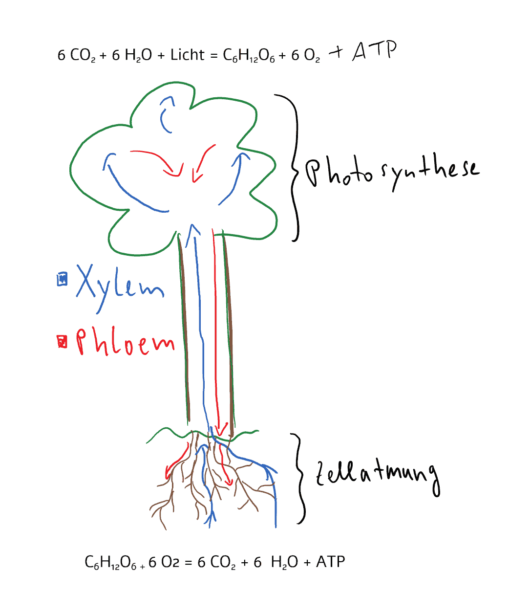 stofftransport pflanze osmose xylem phloem EC-Wert