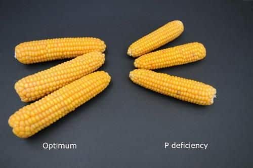 Vergleich Mais mit/ohne Phosphormangel
