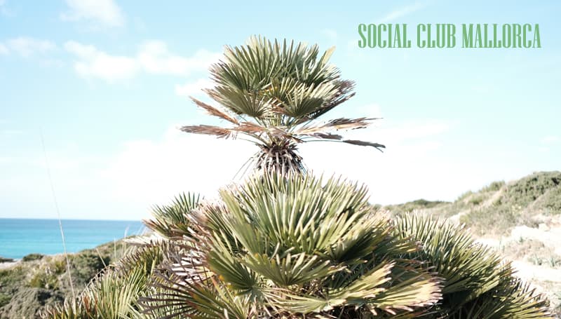 Social Club Mallorca: So kauft man Gras auf der Insel