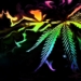 5 Dos and Donts im cannabis social club