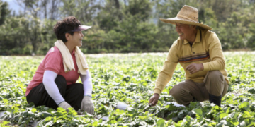 Koreanische Farmer auf Salatfeld