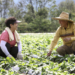 Koreanische Farmer auf Salatfeld