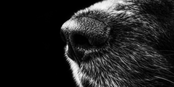 CBD für Hunde ohne Placebo Effect