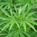Cannabis Pflanze Sativa