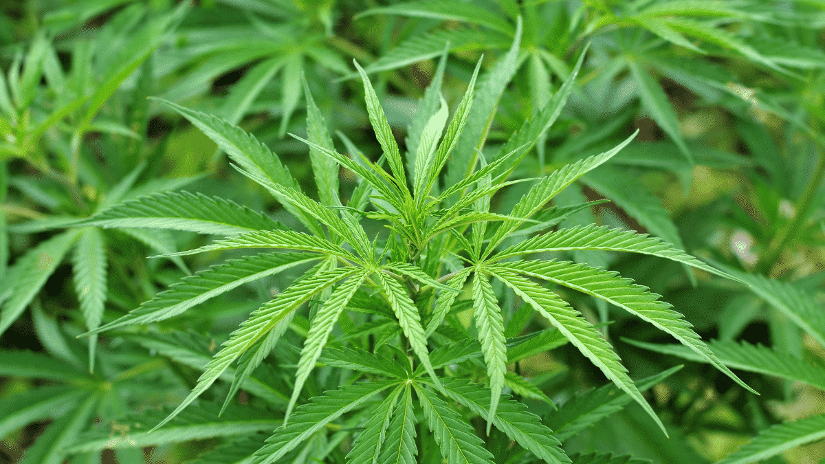 Cannabis Pflanze Sativa